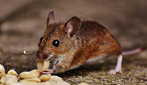 24 Hour & Emergency Exterminators in Potawatomi Indian Reservatio, WI